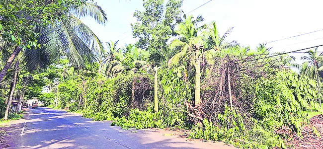 సీఎం పర్యటన కోసం చెట్ల నరికివేత 