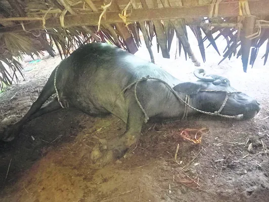 పిడుగుపాటుకు పాడిగేదె మృతి 