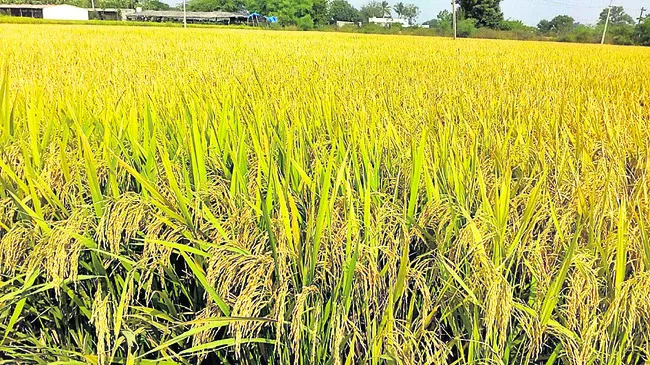‘మద్దతు’ ధరపై పెదవి విరుపు
