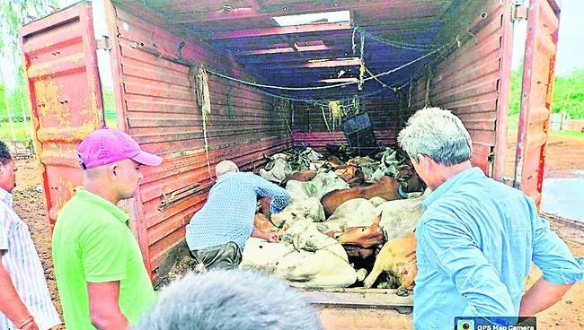 అక్రమంగా తరలిస్తున్న పశువుల పట్టివేత