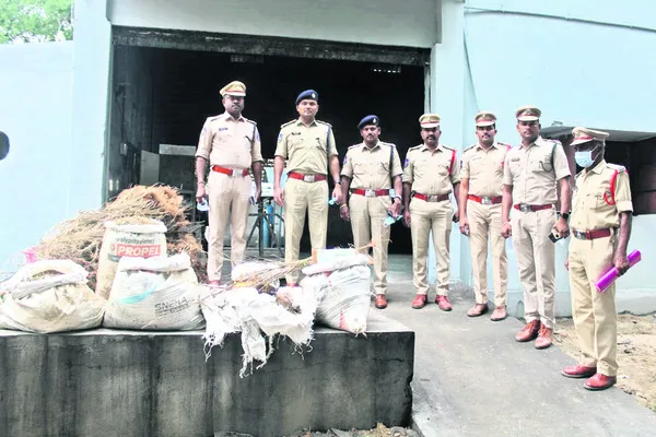 గంజాయి సాగుచేస్తే కఠిన చర్యలు