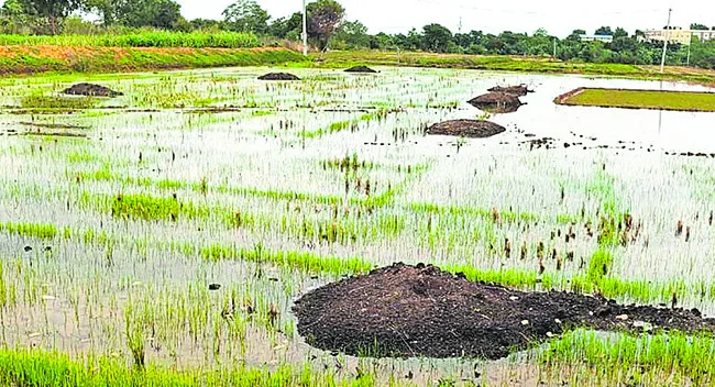 సేంద్రియ ఎరువుకే సై