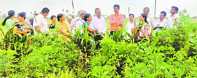 పచ్చిరొట్ట పైరుతో ఎన్నో ప్రయోజనాలు 
