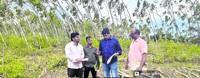 జామాయిల్
