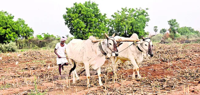 సాగుక