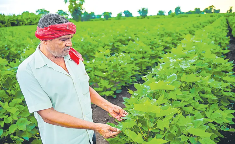 Fake Seeds Sale In the Market to Farmers