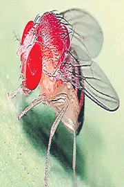 Fruit Fly Research Aboard the International Space Station1