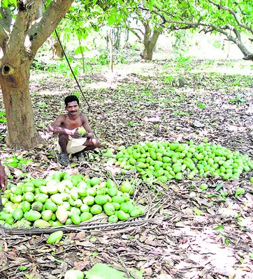 నేల రాలిన రైతుల ఆశలు 