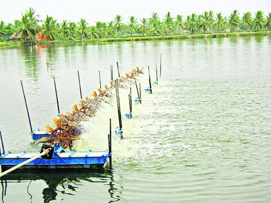 ఆక్వా