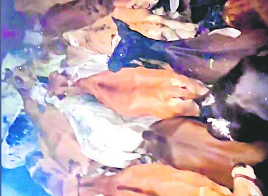 అక్రమంగా గోవుల తరలింపు