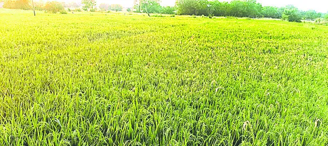 కలిసిరాని యాసంగి