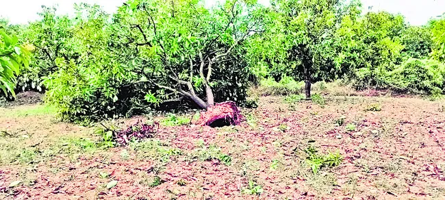 వడగండ్ల వాన.. పంటలకు నష్టం