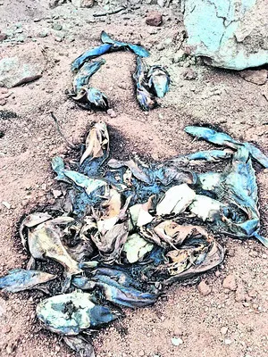 చేపల కోసం విషప్రయోగం 