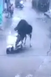 Rishikesh: bull takes scooter for  test ride video goes viral2