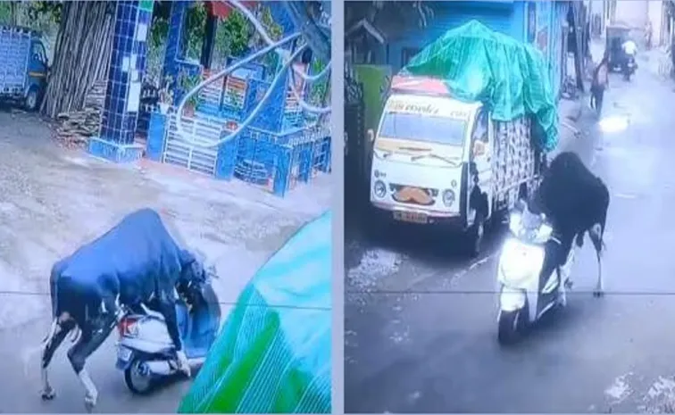 Rishikesh: bull takes scooter for  test ride video goes viral1