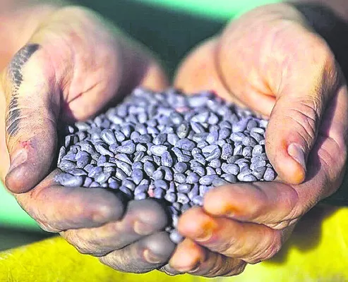 నకిలీ పత్తి విత్తనాలపై  ప్రత్యేక నిఘా 