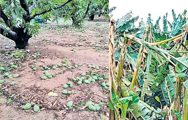 Untimely rains cause severe damage to mango orchards in many areas