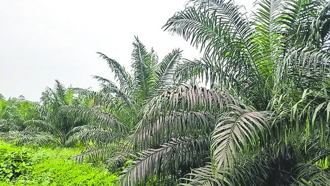 సర్కారు వారి ఆయిల్బామ్!