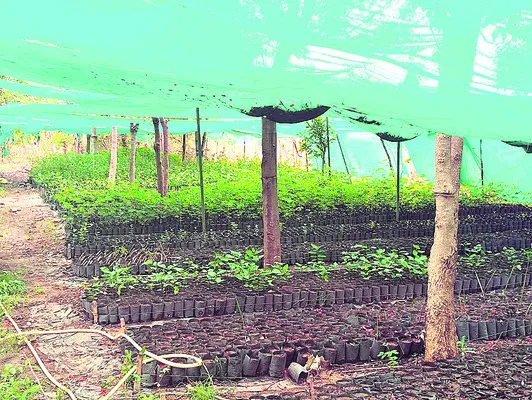 Undam Nursery Plants Ready for Planting