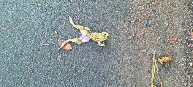 మాకూ.