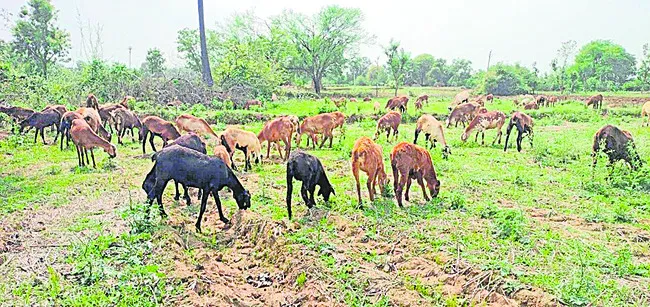 వర్షా