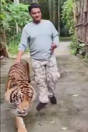 Indian Tourist Bad Experience With Phuket Tiger Viral1