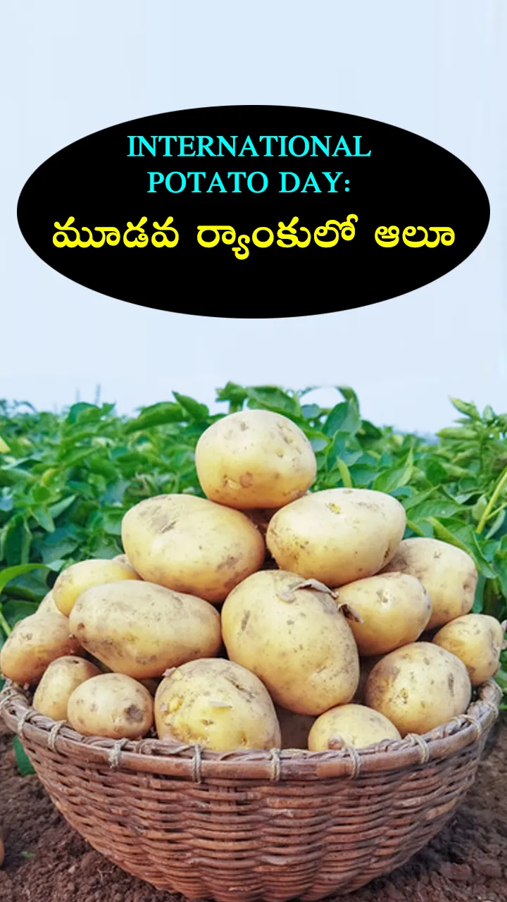 ఇంటర్నేషనల్‌ పొటాటో డే