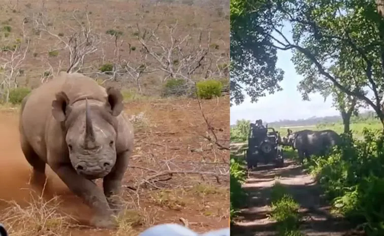 Assam National Park Rhino Charges At Tourists Jeep Video Viral