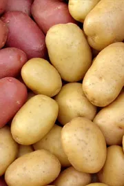 International Day of the Potato Harvesting Diversity4