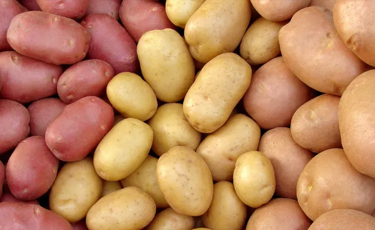 International Day of the Potato Harvesting Diversity