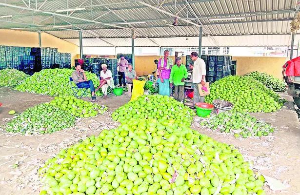 మామిడి విలవిల
