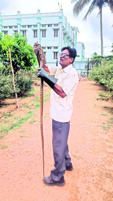 సేవాసదన్ సమీపంలో పాము