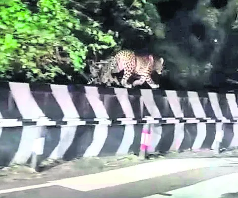 చిరుతల సంచారంపై మరోసారి అధ్యయనం