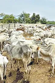 Cows Dies In Vemulawada Rajanna Goshala8