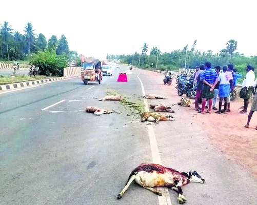 కారు ఢీకొని 8 గొర్రెల మృతి