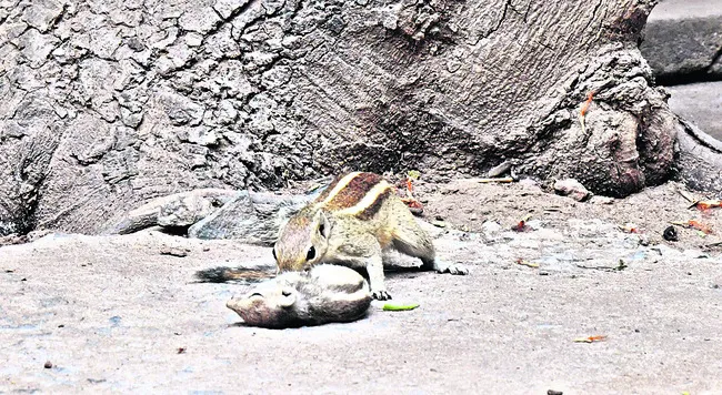 చిట్ట