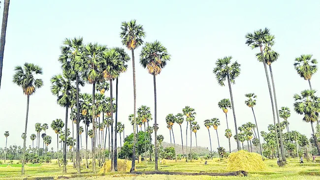 తాటి