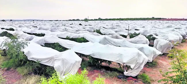 శ్వేత వర్ణంతో ఆనందిం‘చేను’