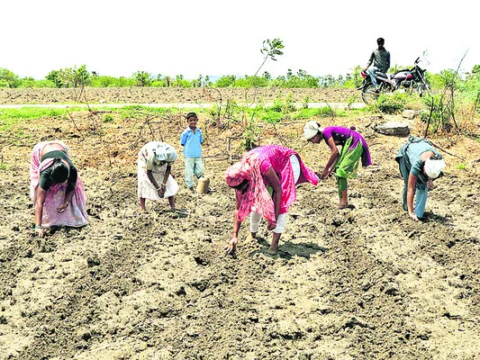 పత్తి