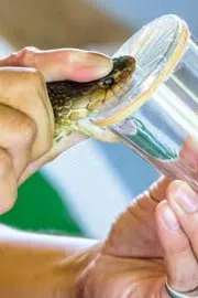 Snake antivenom developed using man blood from US1