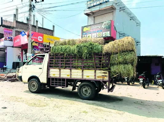 భారంగా మారిన పశు పోషణ 