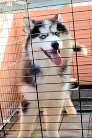 Madhura Nagar Pawan Kumar Pet Dog Incident2