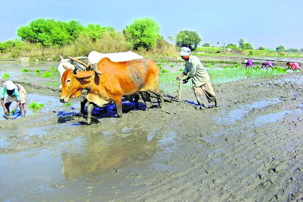 ప్రకృతి సాగు.. ఆరోగ్యం బాగు