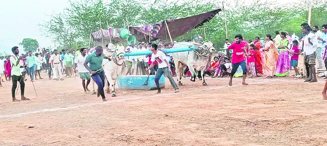 సత్తాచాటిన బొడిచర్ల ఎడ్లు