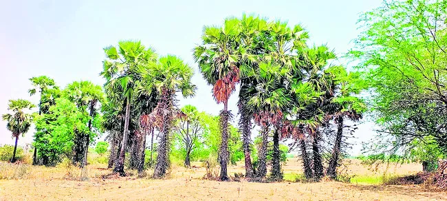 లెక్కలు కాదు.. మొక్కలు