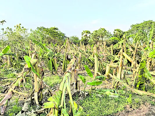 ఈదురు