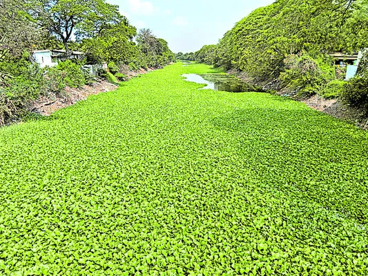 చివరికి కడగండ్లే! 