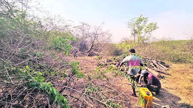ప్రభుత్వ భూమిలో కలప నరికివేత
