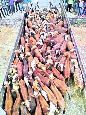 గొర్రెల స్కాం కలకలం!