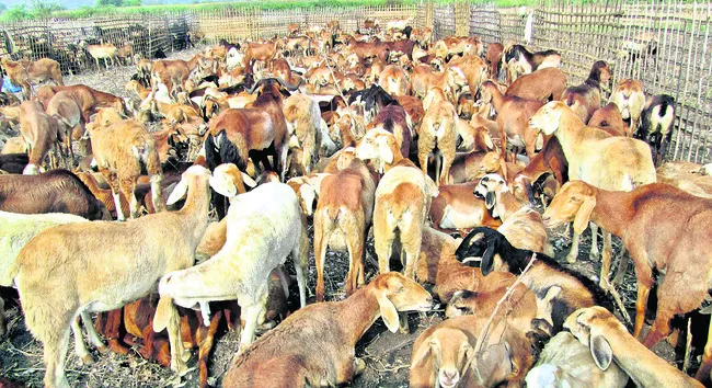 ఓరుగల్లుకూ ‘గొర్రెల స్కాం’ సెగ!